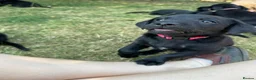 Labrador Retriever dogs for sale: Working bred lab puppies  in Ipswich - Advert 9