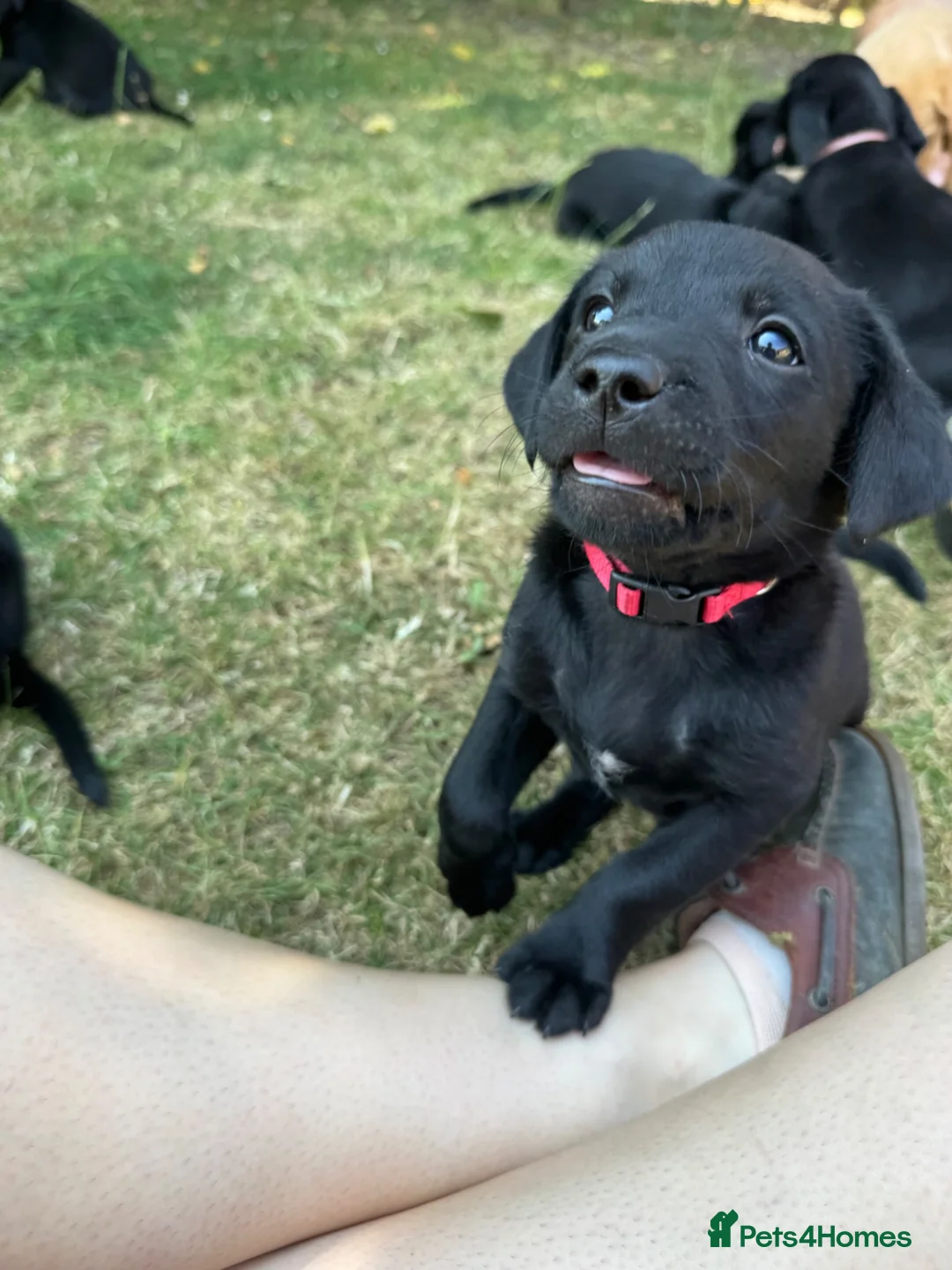 Labrador Retriever dogs for sale: Working bred lab puppies  in Ipswich - Advert 9