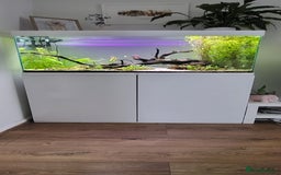 Tetras fish for sale: Fish Tank (200L) - Image 1