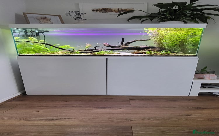 Tetras fish - Advert 1
