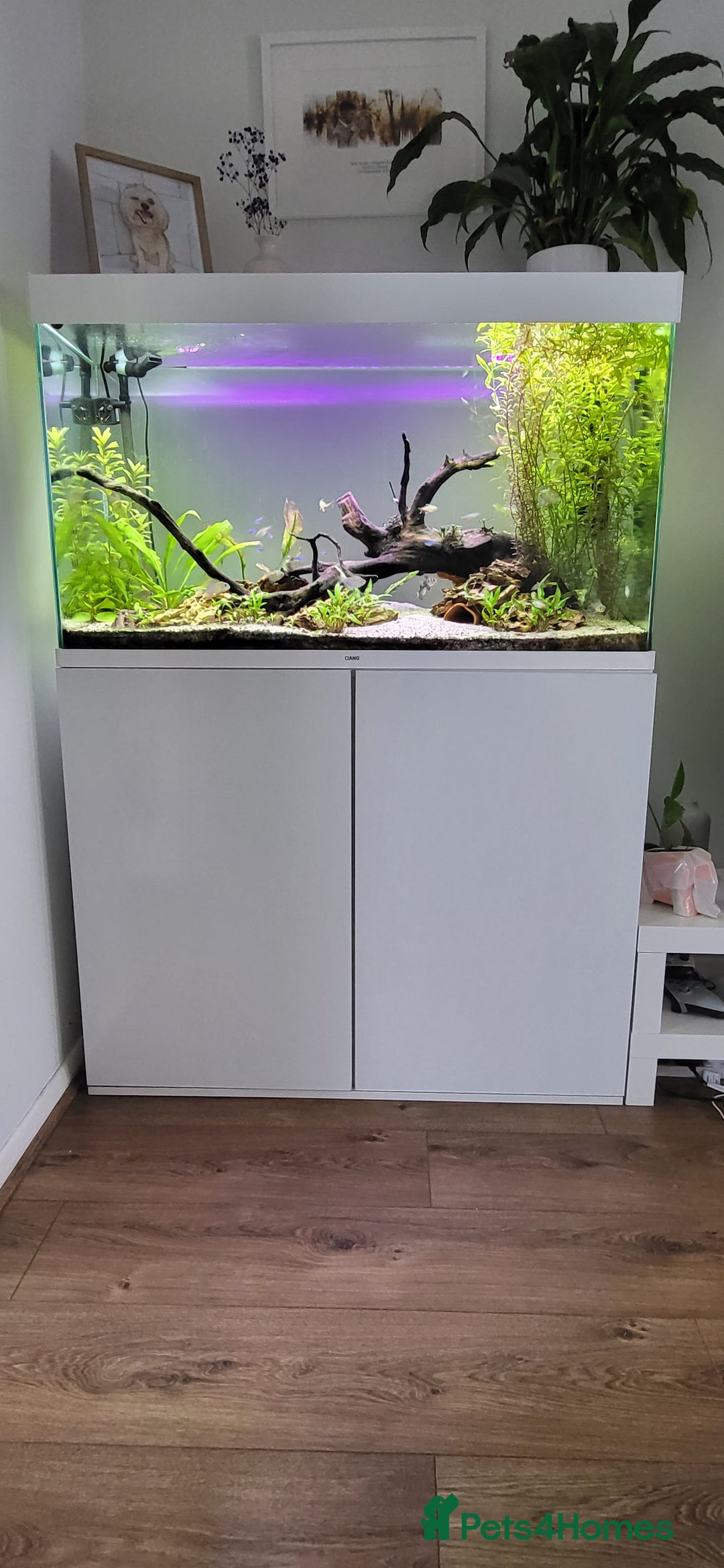 Tetras fish for sale: Fish Tank (200L) - Image 1