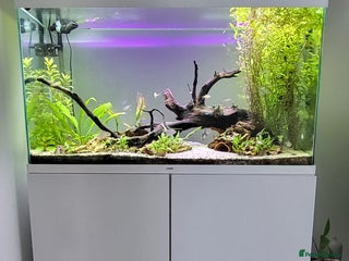 Tetras fish - Advert 1