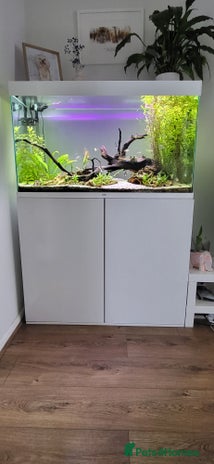 Tetras fish - Advert 16