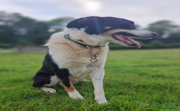 Mixed Breed dogs - Advert 2
