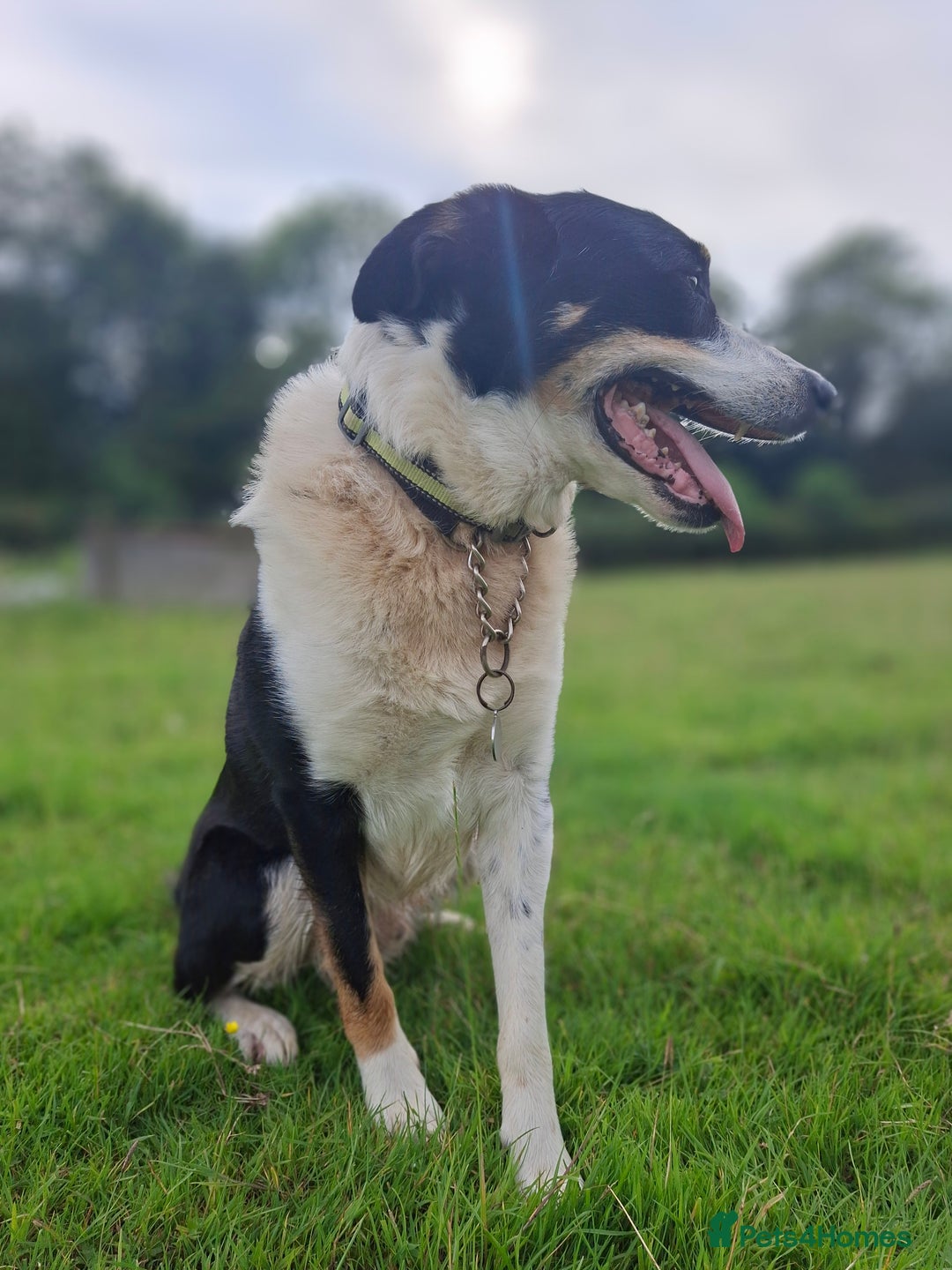 Mixed Breed dogs for sale: BORDER COLLIE  - Image 1