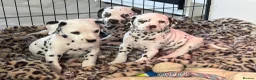 Dalmatian dogs for sale: Exceptional Litter. 2 Boys Remaining  - Advert 13