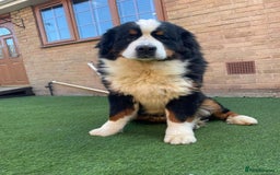 Bernese Mountain Dog dogs for sale: Fluffy Bernese Mountain Dog Girl Puppy - Image 13