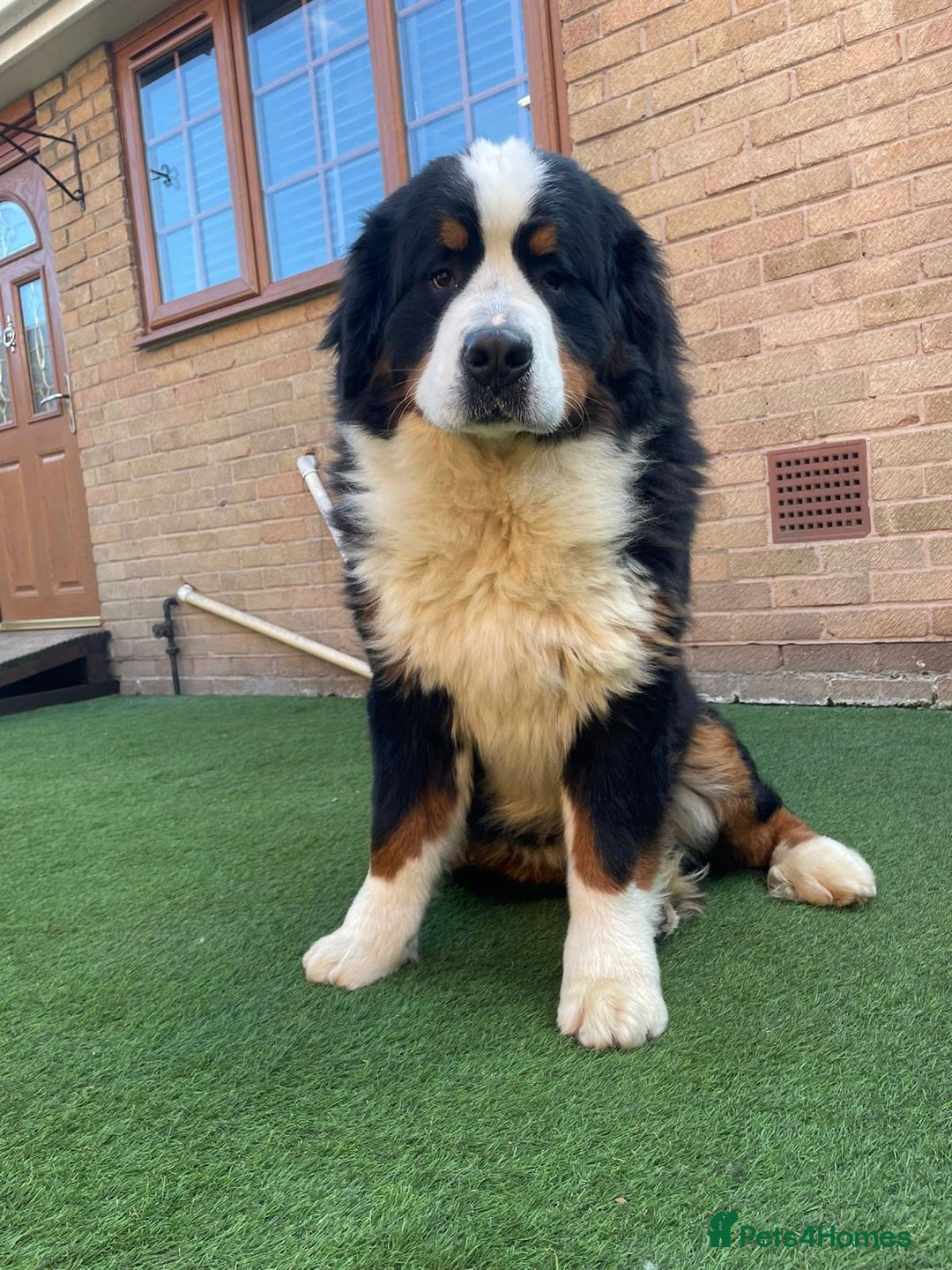 Bernese Mountain Dog dogs for sale: Fluffy Bernese Mountain Dog Girl Puppy - Image 13