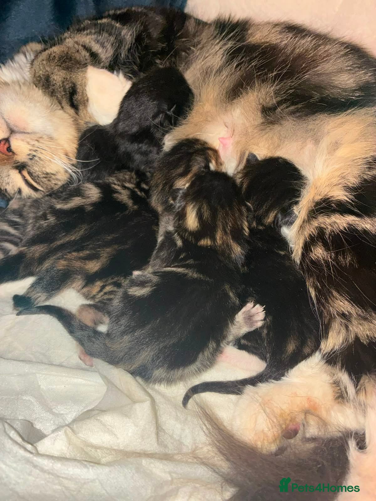 Mixed Breed cats Tabby kittens - Advert 1