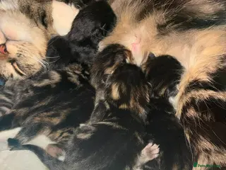 Mixed Breed cats Tabby kittens - Advert 1