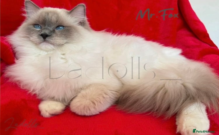 Ragdoll cats - Advert 4