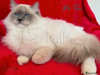 Ragdoll cats - Advert 7