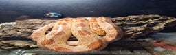 Corn Snake reptiles for sale: Corn snake with full set up  - Advert 2