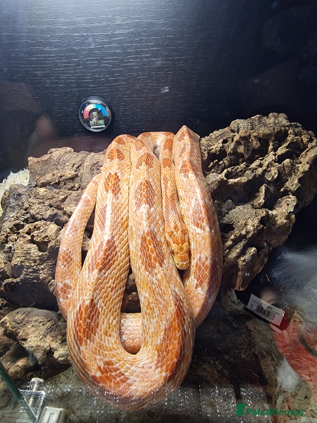 Corn Snake reptiles for sale: Corn snake with full set up  - Advert 2