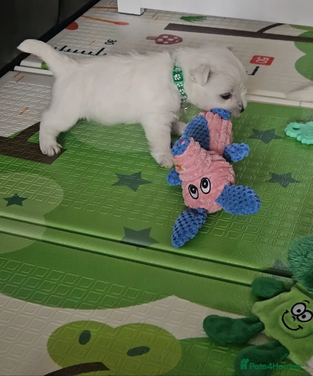 West Highland Terrier dogs for sale: Available now! - Advert 3