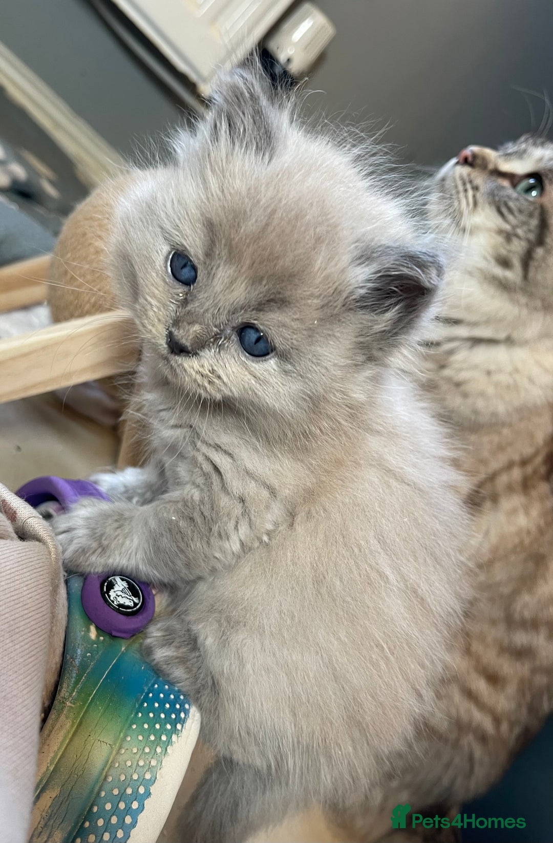 Ragdoll cats for sale: 💫Pedigree Cherubim Ragdolls💫 - Image 4