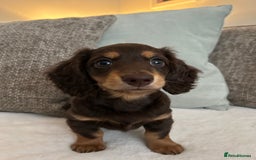 Miniature Dachshund dogs for sale: 🤍🐾🐻STUNNING LONG HAIR CHOC & TAN 🐻🐾🤍 - Image 2