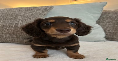 Miniature Dachshund dogs - Advert 11