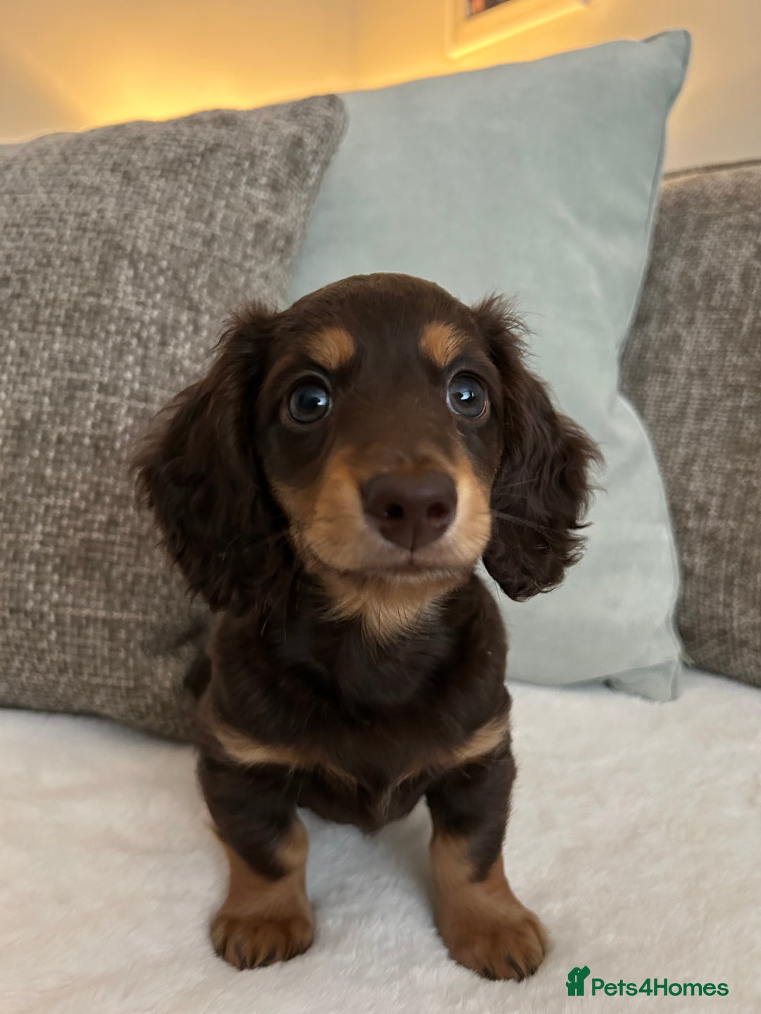 Miniature Dachshund dogs for sale: 🤍🐾🐻STUNNING LONG HAIR CHOC & TAN 🐻🐾🤍 - Image 2