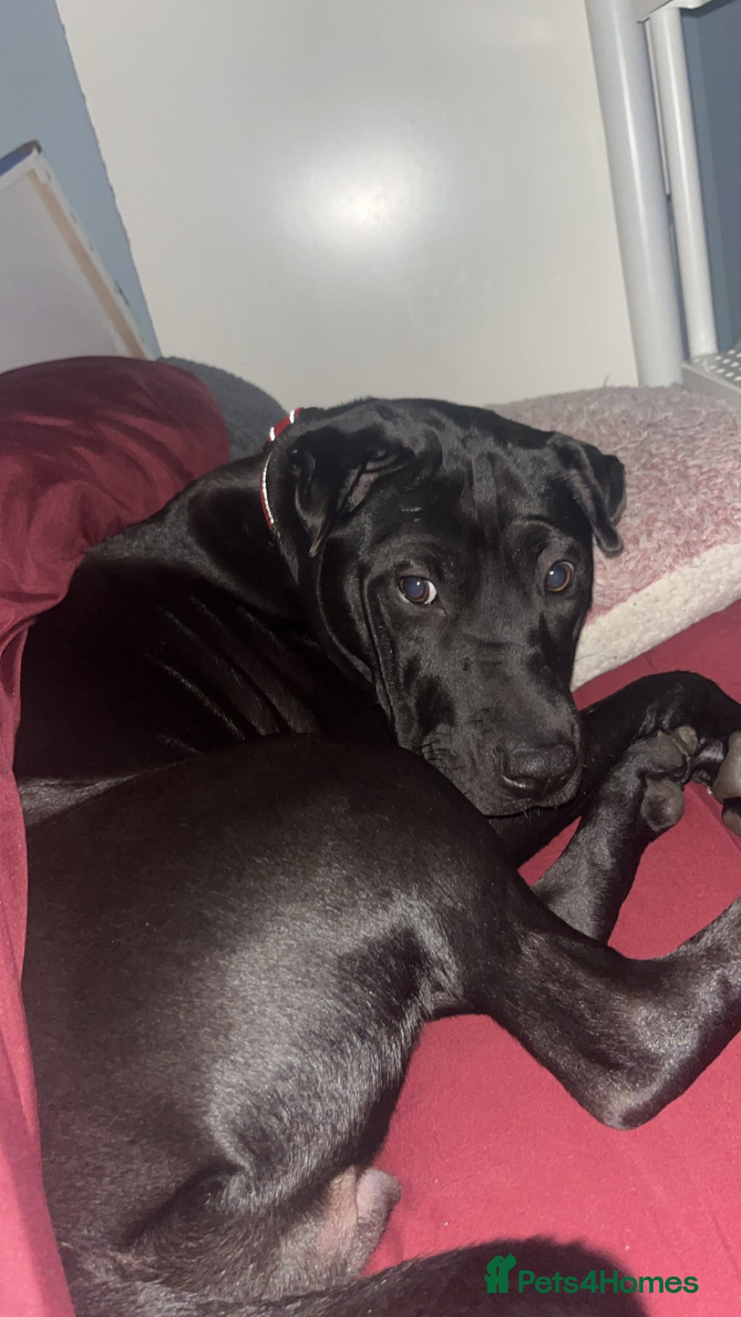 Mixed Breed dogs for sale: Urgent Rehome- Munchie - Advert 8