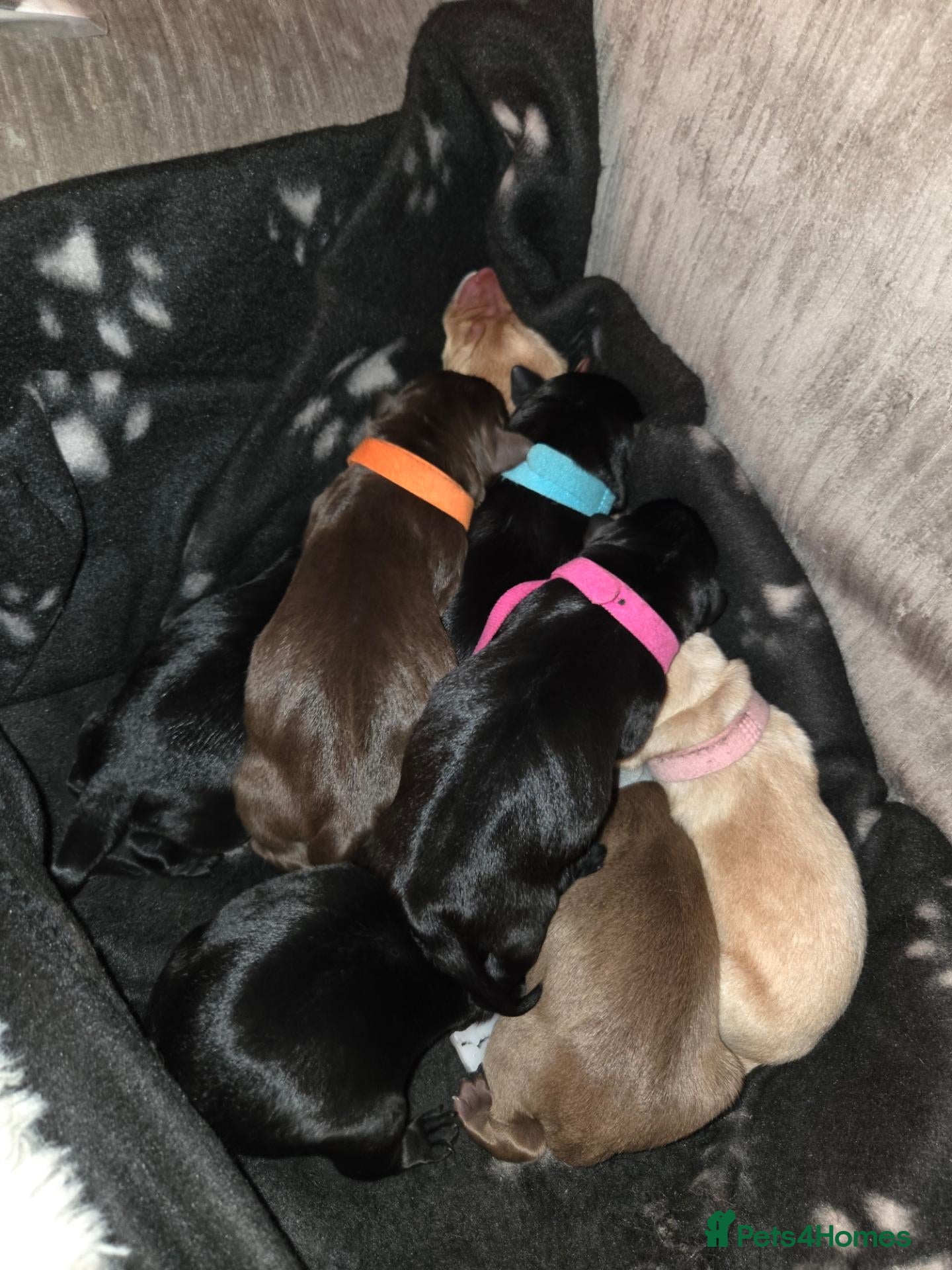 Labrador Retriever dogs for sale: Labrador Puppies  - Advert 2