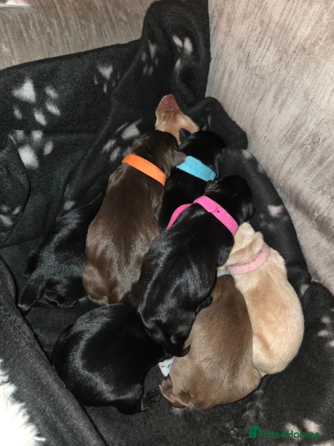 Labrador Retriever dogs for sale: Labrador Puppies  - Advert 2