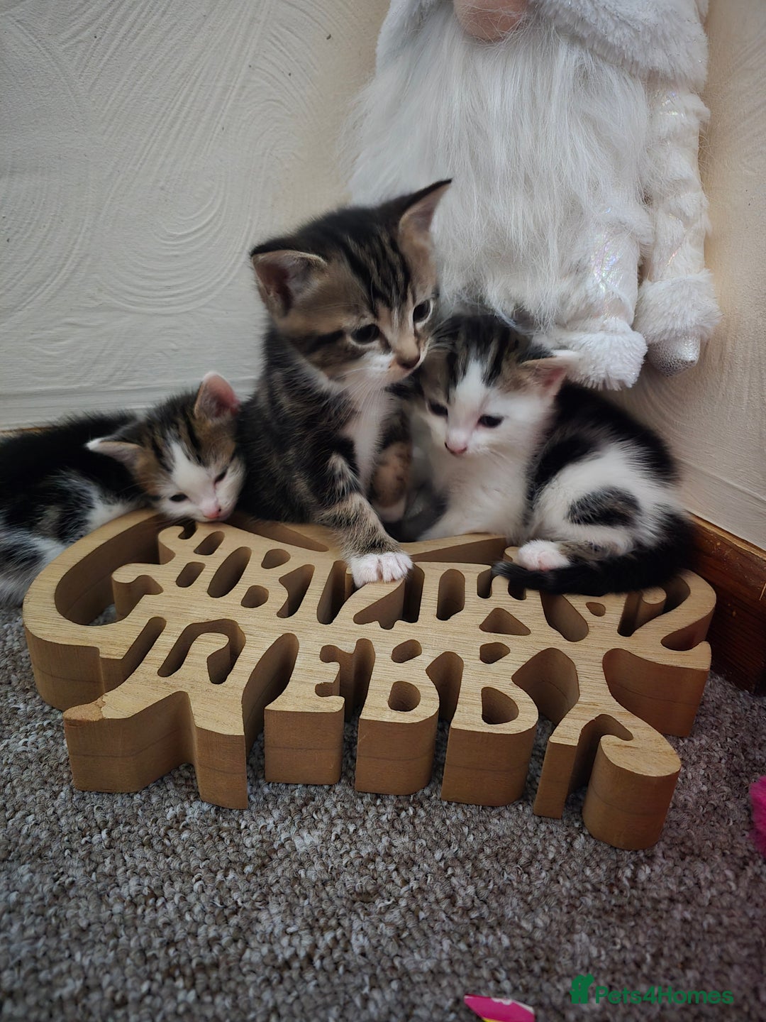 Mixed Breed cats for sale: KITTENS AND MOTHER FOR SALE  - Advert 3