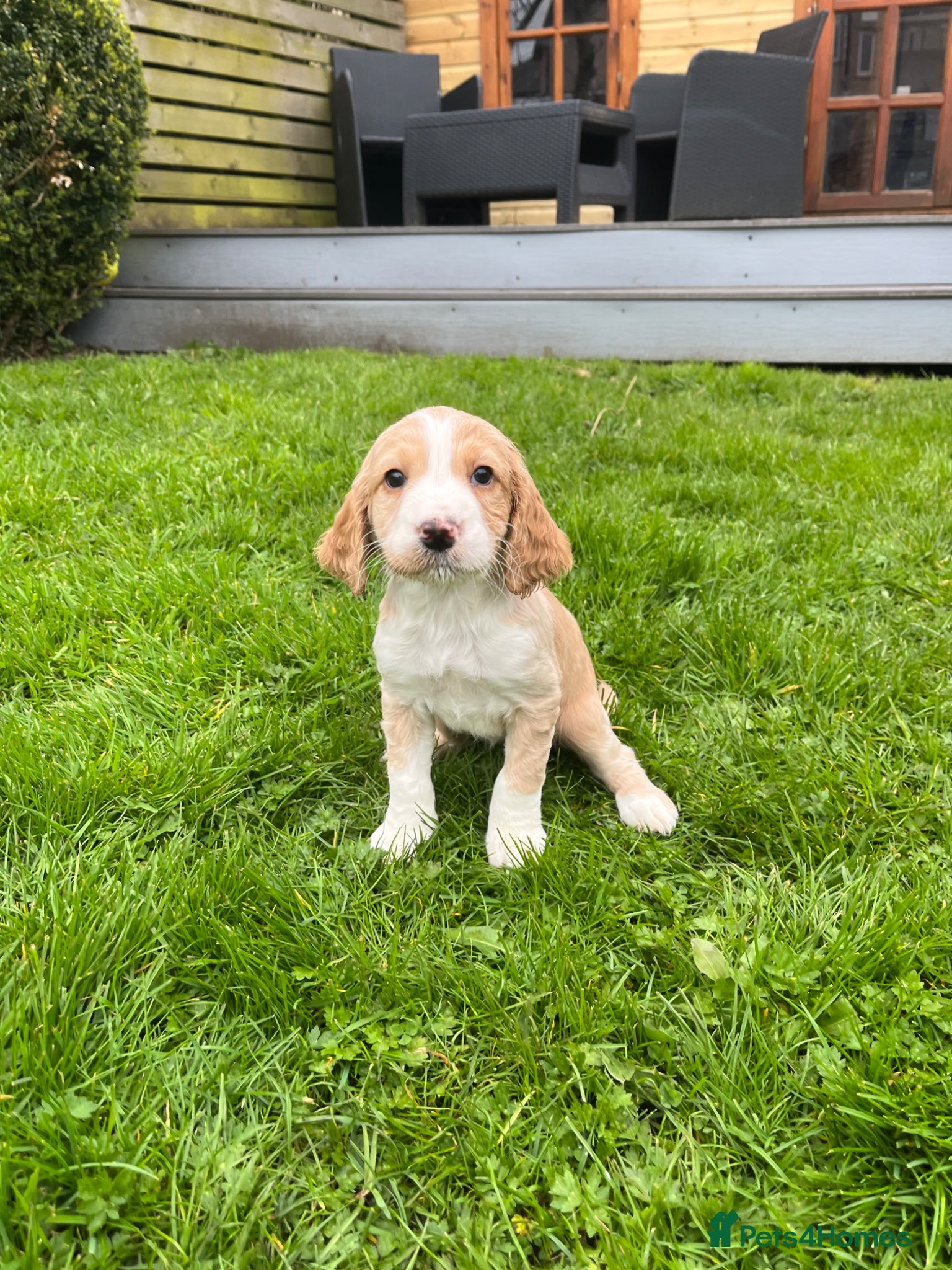 Cocker Spaniel dogs Cocker Spaniel puppies  - Advert 11