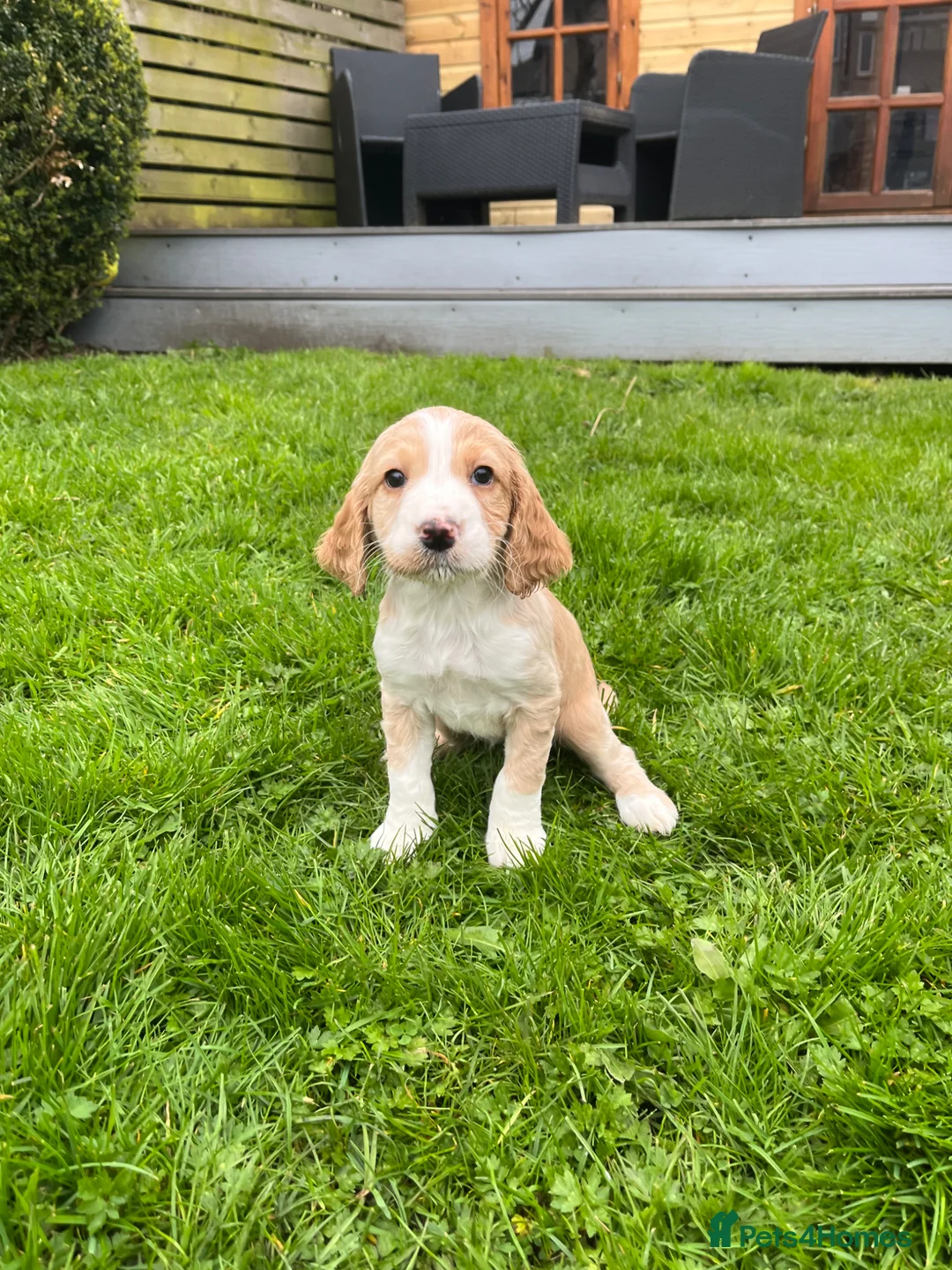 Cocker Spaniel dogs for sale: Cocker Spaniel puppies  - Advert 1