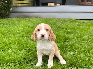 Cocker Spaniel dogs Cocker Spaniel puppies - Advert 11