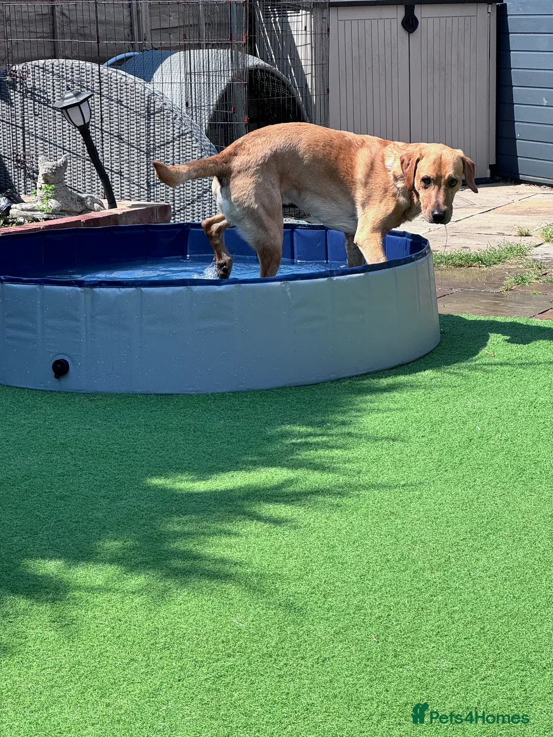 Labrador Retriever dogs for stud: PROVEN, KC REG,HEALTH TESTED LABRADOR FOR STUD - Advert 19