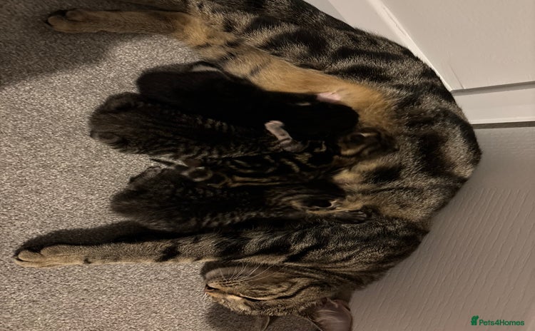 Bengal cats - Advert 2