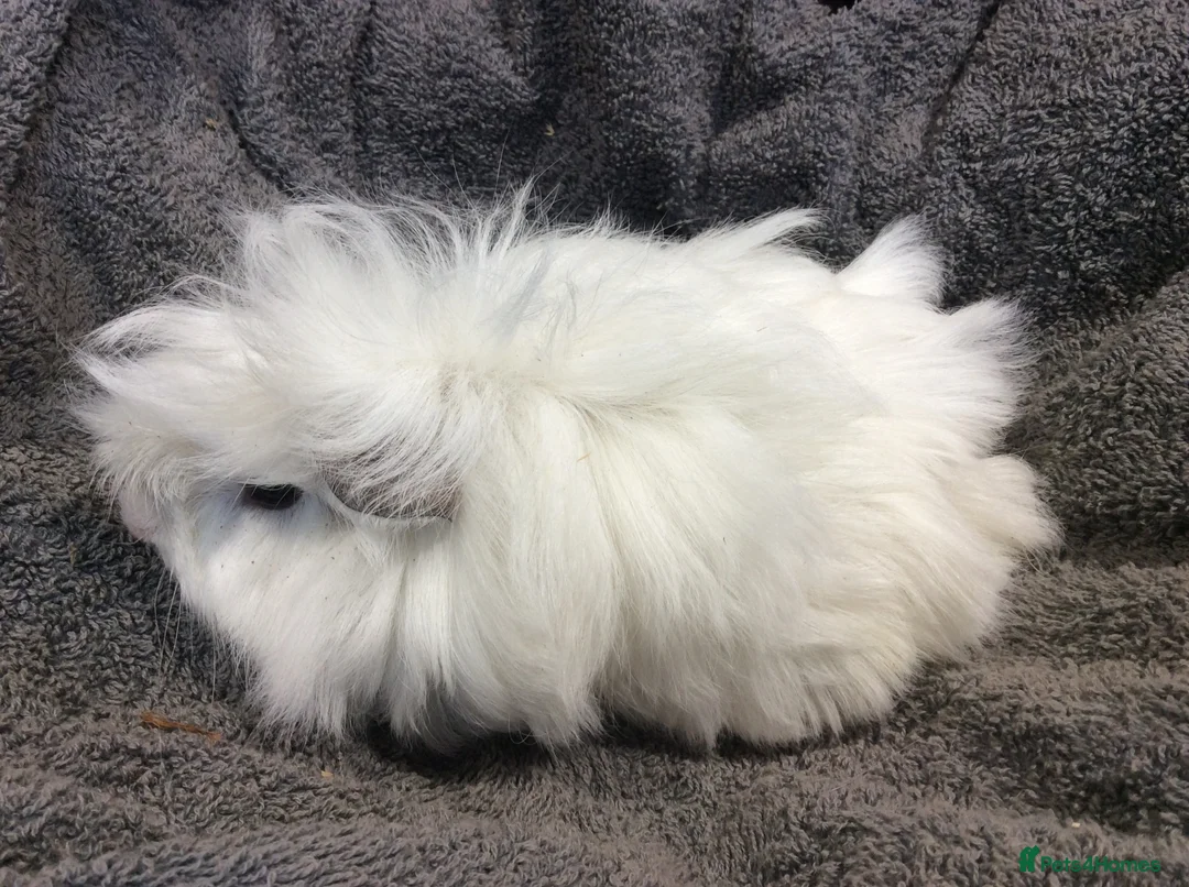 Guinea Pig rodents for sale: Baby guinea boars & sows looking for new homes - Advert 5