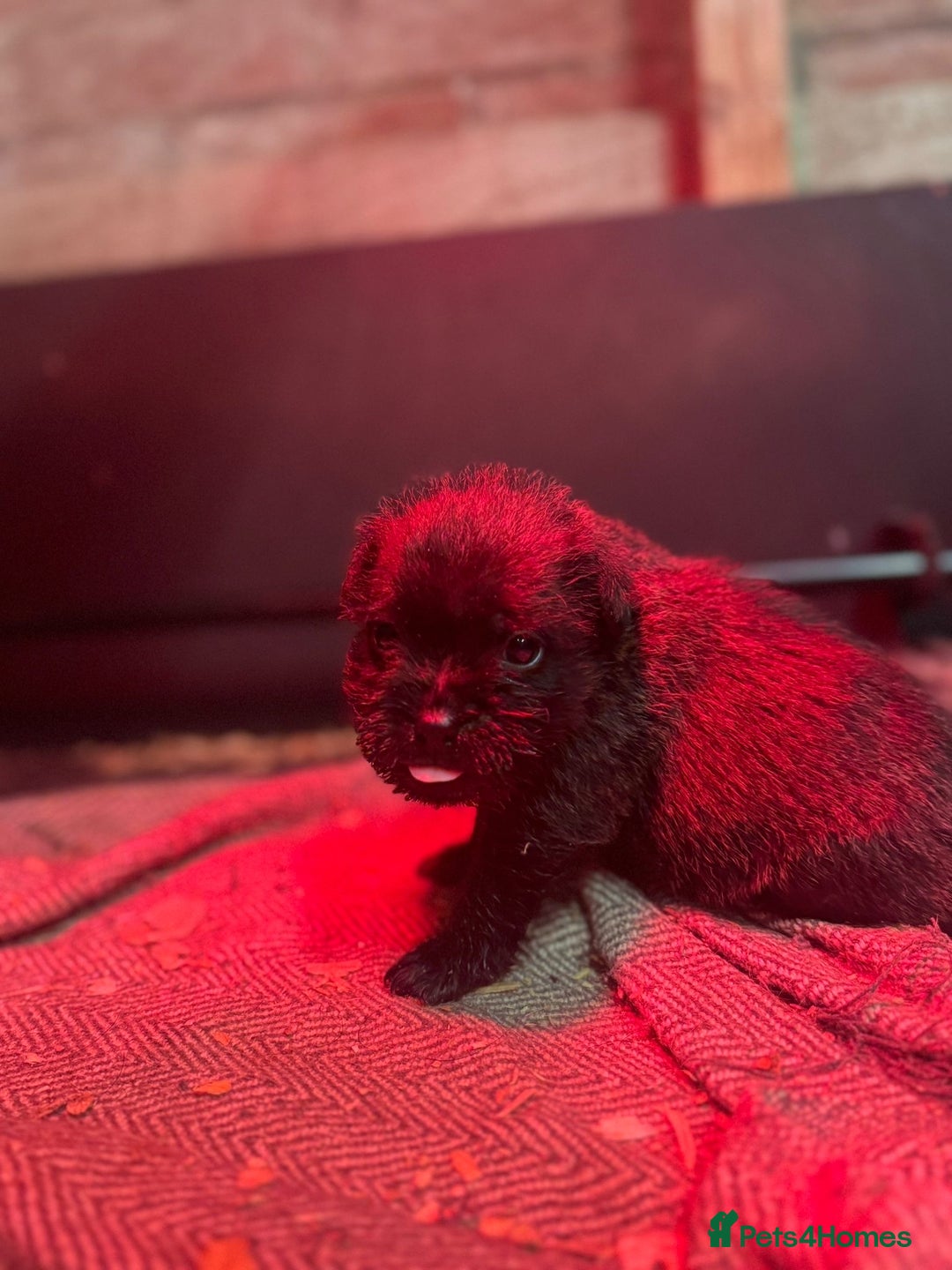 Patterdale Terrier dogs for sale: Patterdale terrier puppies for sale in Heriot - Advert 3