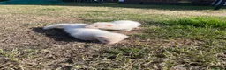 Ferret rodents for sale: 3 Standard Size Working Ferrets For Sale - Advert 11