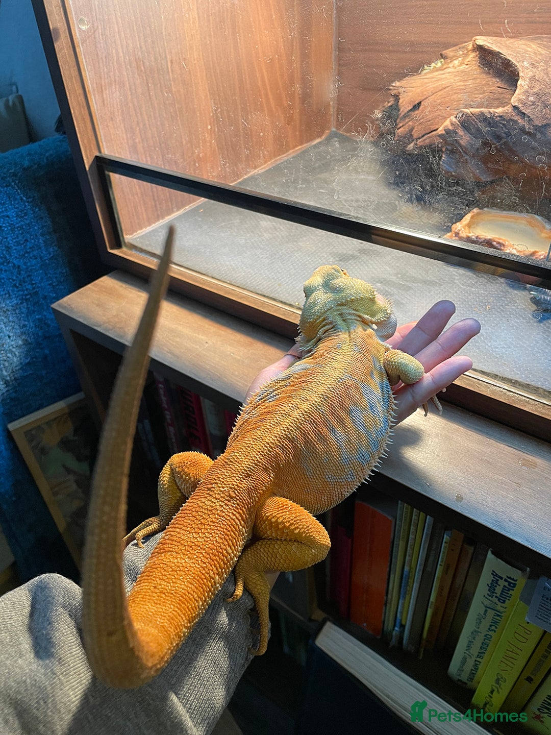 Bearded Dragon reptiles for sale: Bearded Dragon+Set - Advert 4