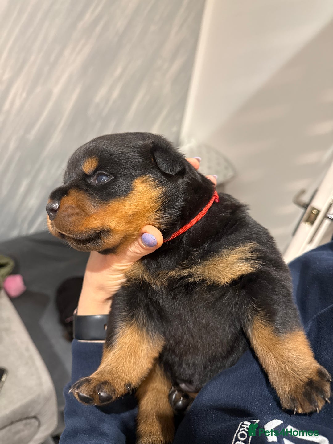 Rottweiler dogs for sale: Rottweiler puppies  - Image 11