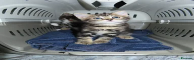 Domestic Shorthair 3