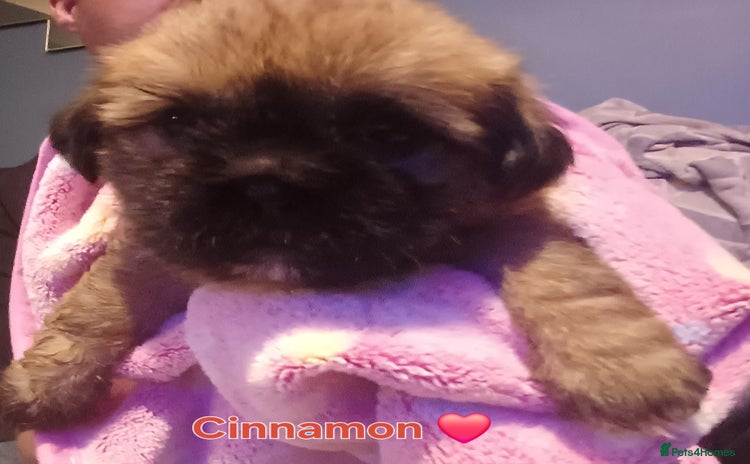 Shih Tzu dogs - Advert 2
