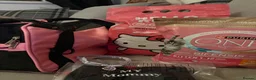 Sphynx cats for sale: Sphynx kittens  - Advert 17