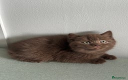 British Shorthair cats for sale: 🌈Beautiful Full Pedigree British Shorthairs 🌈🐱 - Image 31