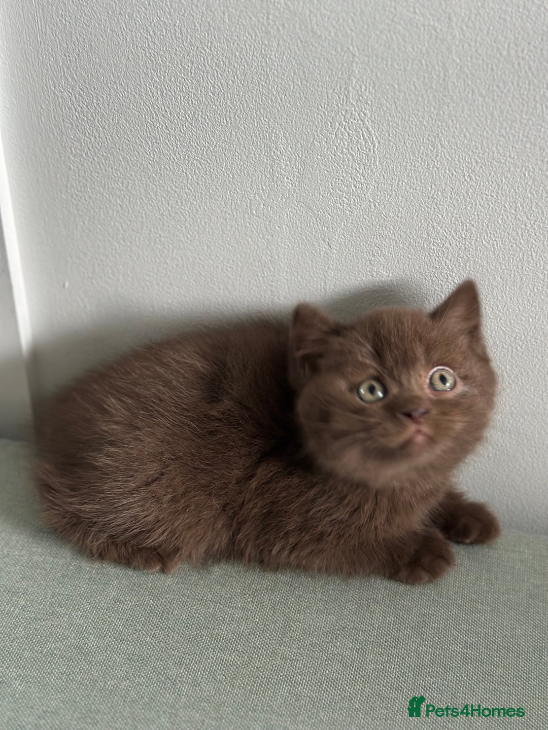 British Shorthair cats for sale: 🌈Beautiful Full Pedigree British Shorthairs 🌈🐱 - Image 31
