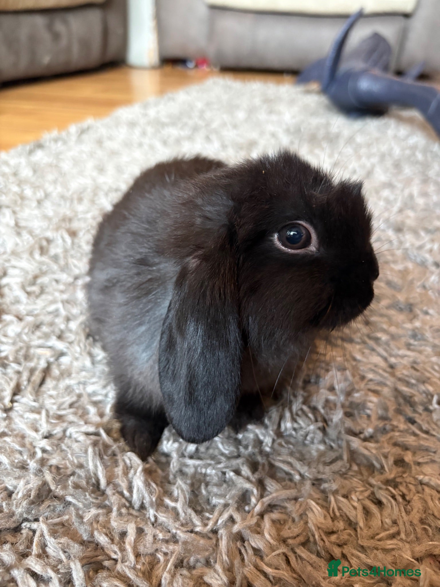 Mini Lop rabbits 5 x mini lops - Advert 2