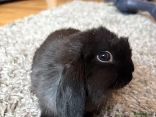 Mini Lop rabbits 5 x mini lops - Advert 9