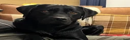 Labrador Retriever dogs for sale: Mother and Son Labrador Retrievers - Advert 2