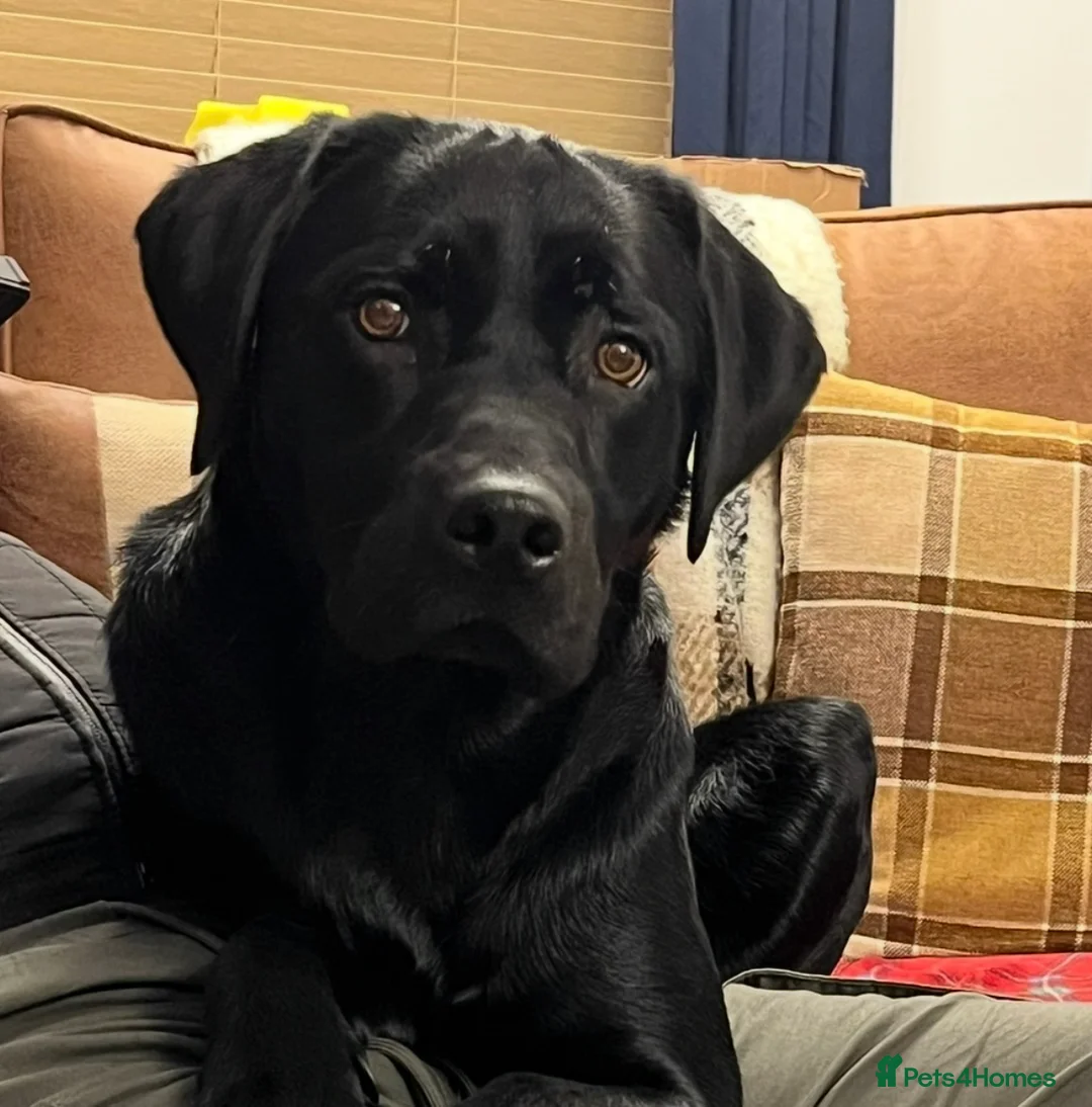 Labrador Retriever dogs for sale: Mother and Son Labrador Retrievers - Advert 2