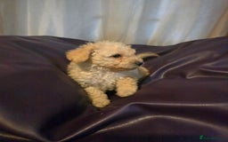 Mixed Breed dogs for sale: Poodles cross patterdale boy pupies - Advert 10