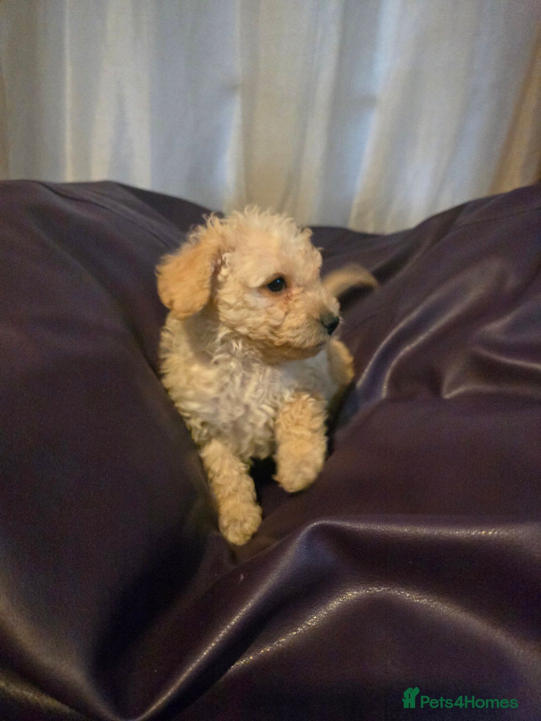 Mixed Breed dogs for sale: Poodles cross patterdale boy pupies - Advert 10
