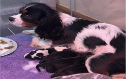 Cavalier King Charles Spaniel dogs for stud: Black & Tan cavalier King Charles spaniel stud  in Ferryhill - Image 16