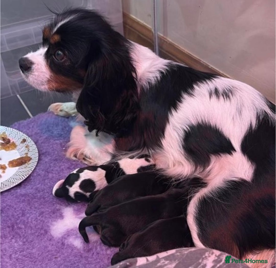 Cavalier King Charles Spaniel dogs for stud: Black & Tan cavalier King Charles spaniel stud  in Ferryhill - Image 16